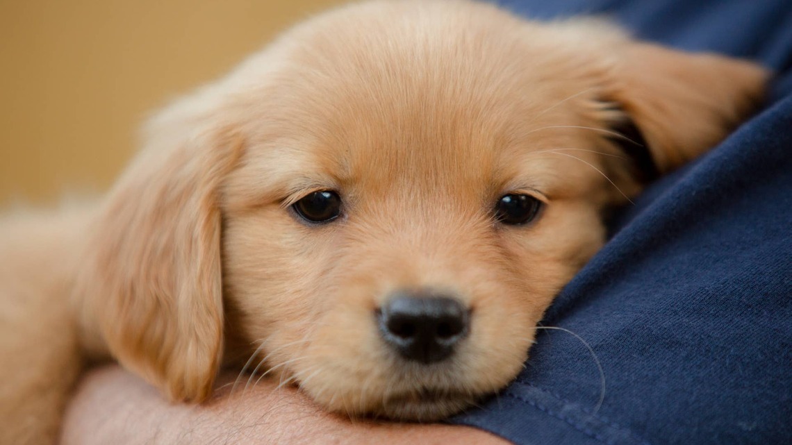 Golden Retriever Puppy Climbs Into Baby's Lap, and Our Hearts Can't Take It 