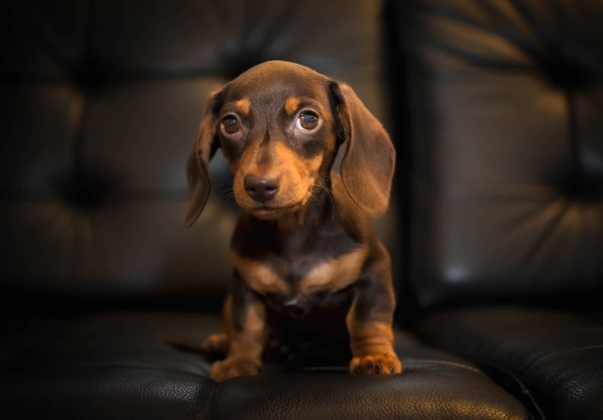  A brown Teacup Dachshund.