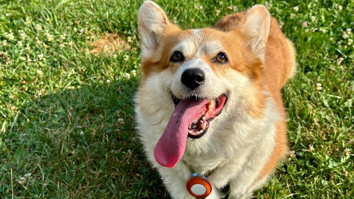 Corgi Abandons Dog Show ‘For the Fans' and We're Loving It 