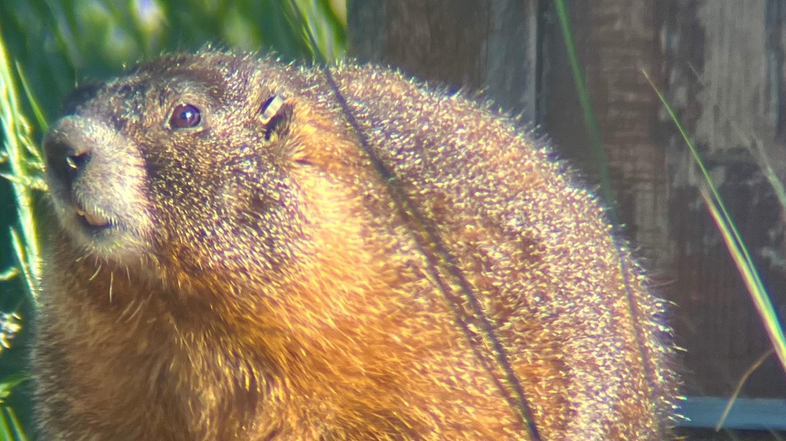 It's almost Fat Marmot Week. Here's how you can vote 