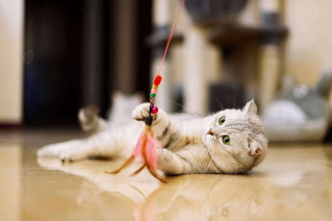  A cute and funny cat playing with a toy. 