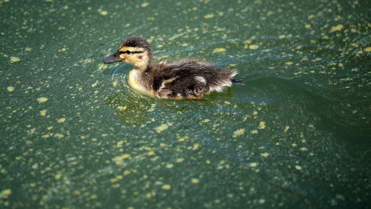 Newly-Renovated Lincoln Memorial Reflecting Pool Turns Green With Algae. WASHINGTON, DC - JUNE 16: A duckling swims through algae in the newly repainted Lincoln Memorial Reflecting Pool on the National Mall on June 16, 2026 in Washington, DC. The Trump Administration spent $16 million on a no-bid contract to have the bottom of the pool painted "American flag blue" and the seams resealed as part of an effort to repair Washington landmarks in for preparation the country’s 250th birthday this summer. (Photo by Chip Somodevilla/Getty Images)