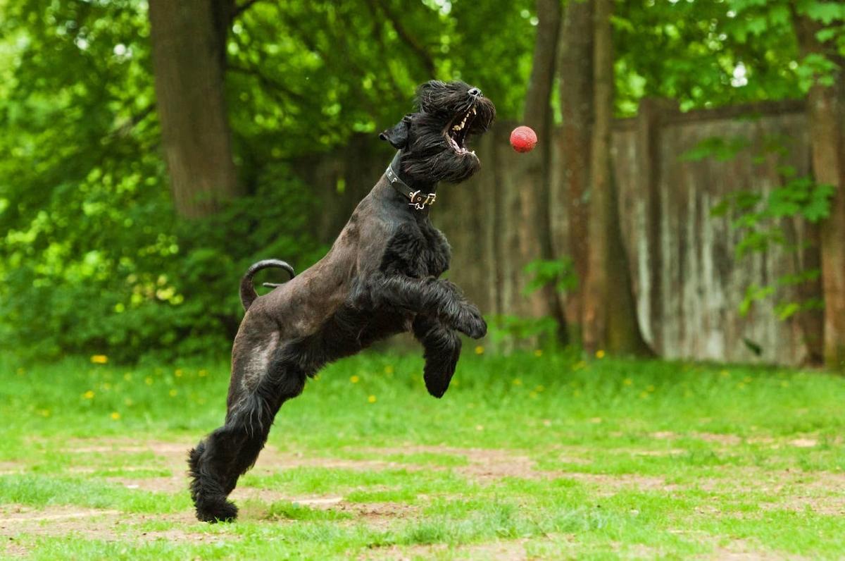  Giant Schnauzer playing with a ball.