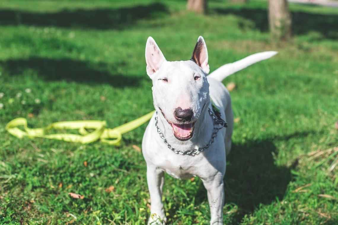  Happy Bull Terrier smiling in her yard. 