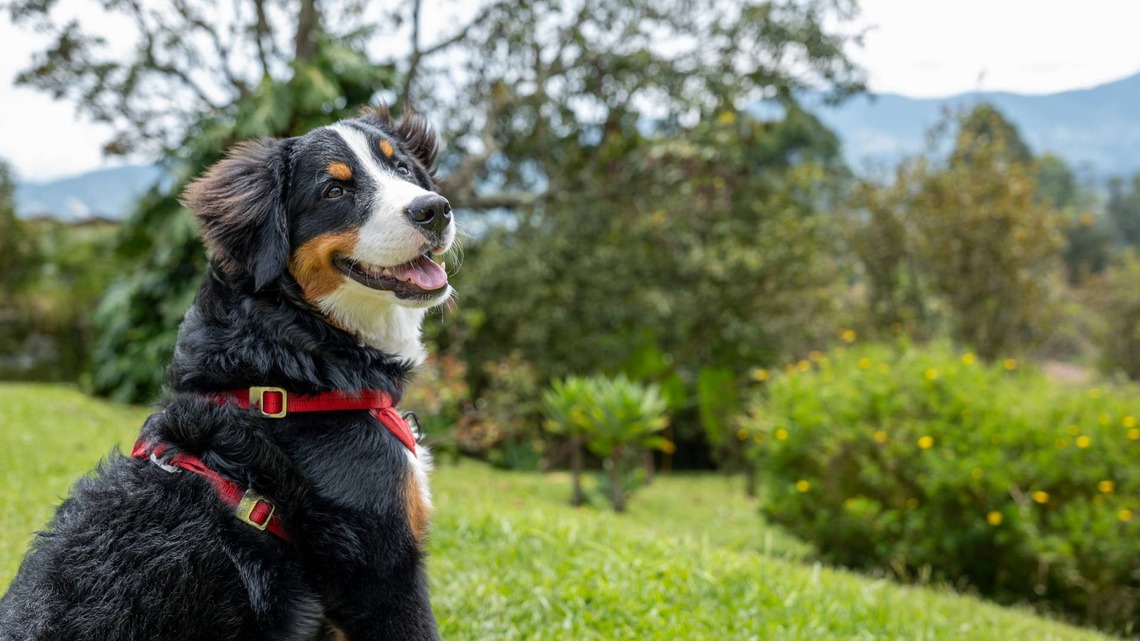 Bernese Mountain Dog Sitting in the Garden ‘Watching the World Go By' Is ‘Basking in a Life Full of Love' 