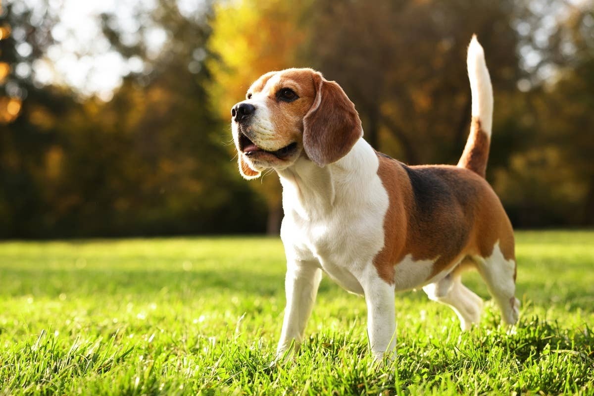  A family-friendly Beagle dog is a great companion.