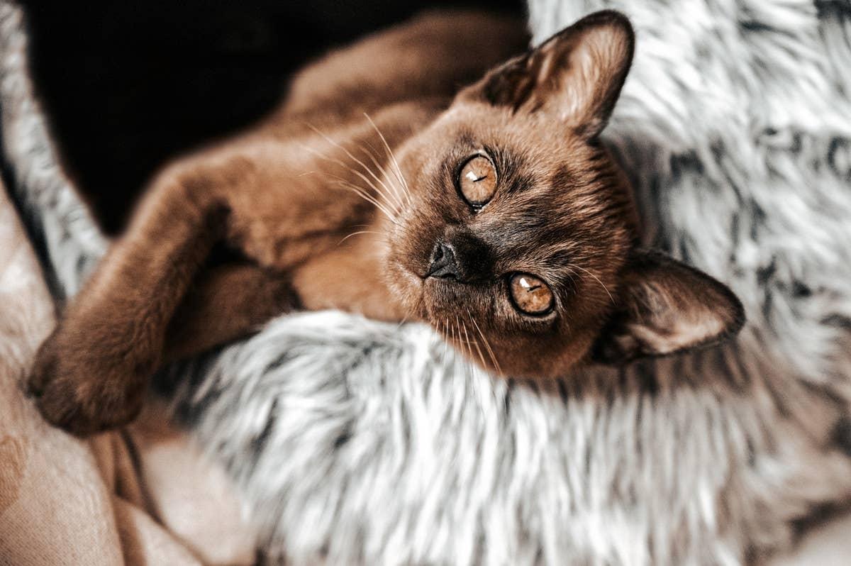  A sweet Burmese kitten looking at its June-born owner.