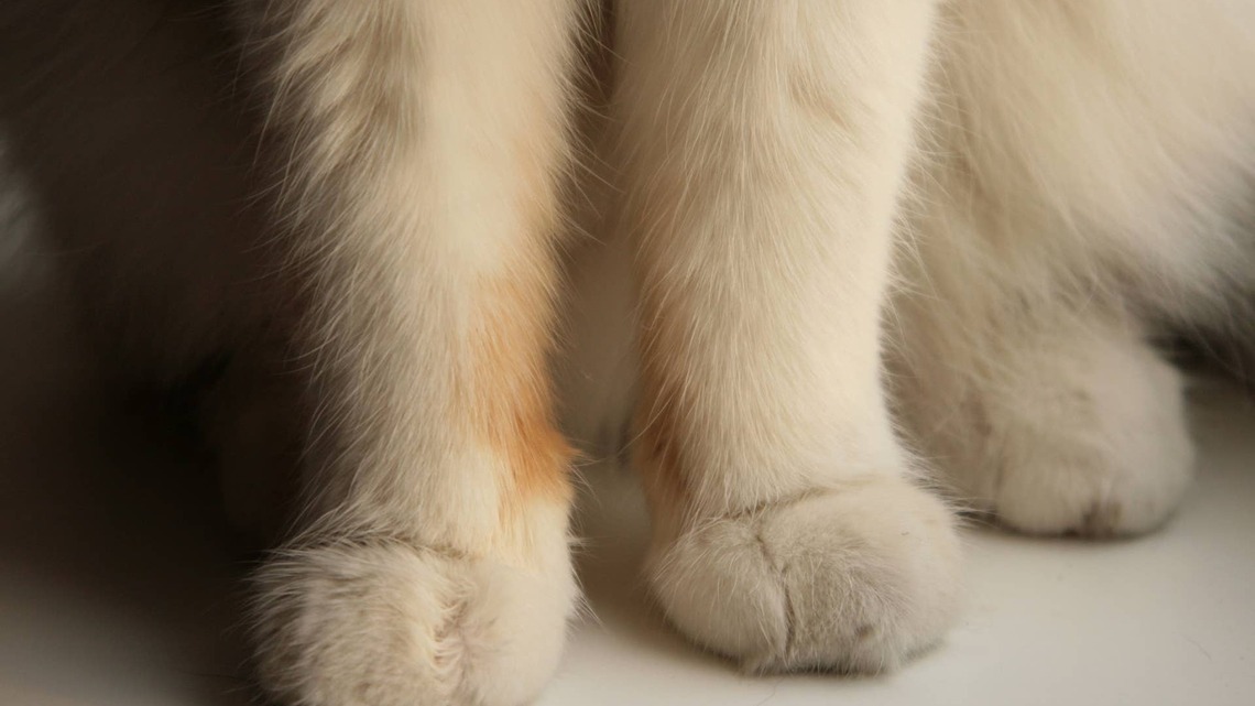 One-of-a-Kind Maine Coon-Ragdoll Mix Could Be the Fluffy Queen of England