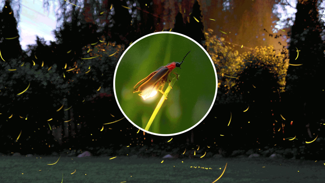 Are fireflies lights flickering out? What experts say. 