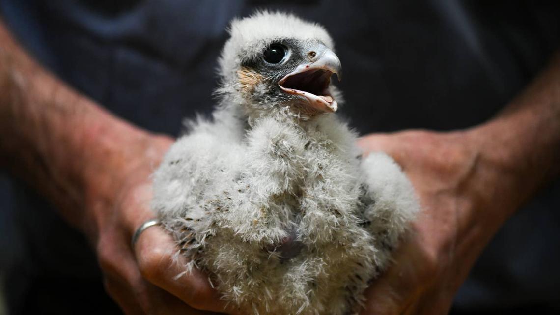 Peregrine Falcon Parents Dive Bomb Researchers Handling Chicks at This California City Hall 
