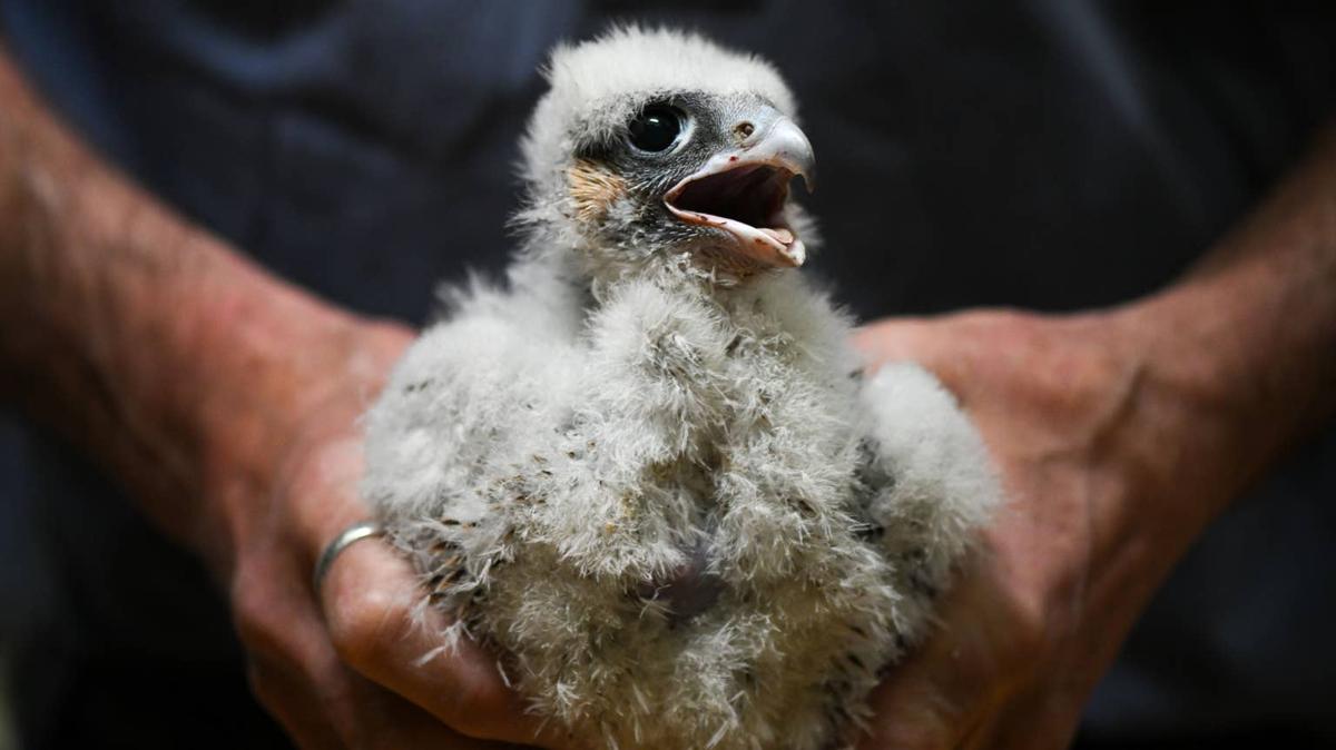Peregrine falcon chick being held. 