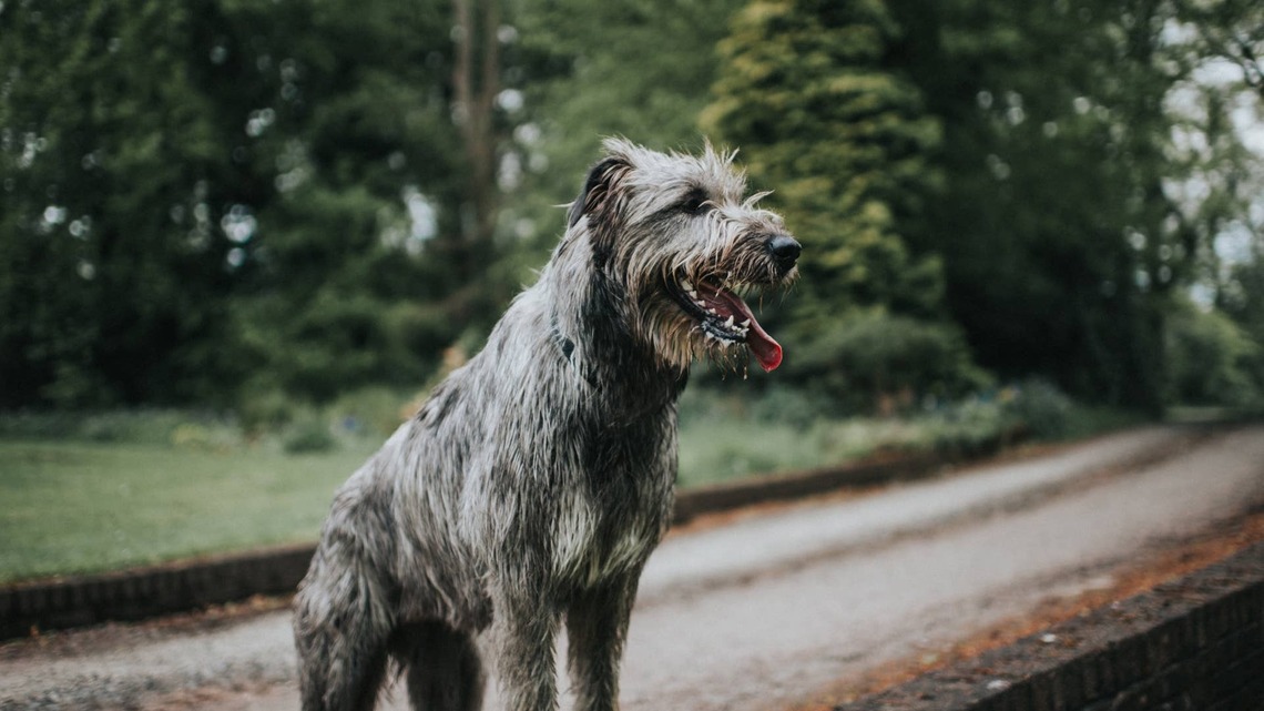 Newfoundland and Irish Wolfhound Meeting for the First Time Is Like a Real-Life Clash of the Titans 