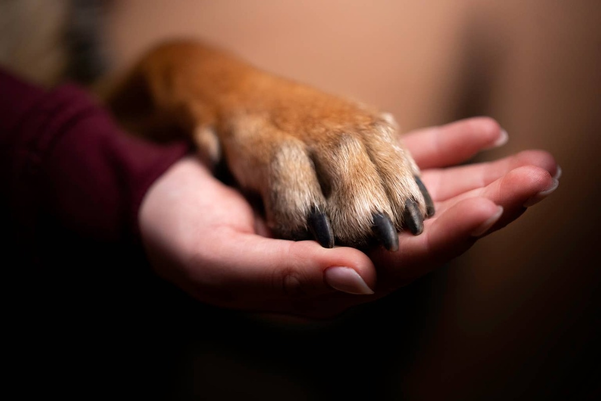  A dog's paw on a human hand.