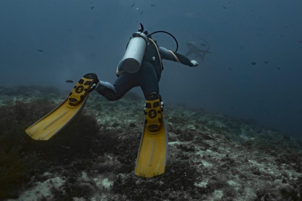  A scuba diver touches the reef in the presence of a thresher shark in Leyte, Philippines. (Dr. Bing Lin via SWNS) 