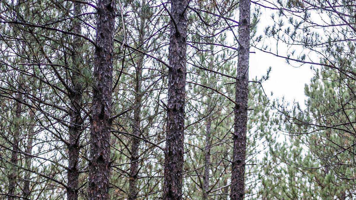 Minnesota legislation to expand foraging and clarify the rules on harvesting public lands stalled this session, but supporters say they'll continue to work on palatable plan. (Richard Tsong-Taatarii/The Minnesota Star Tribune/TNS)
