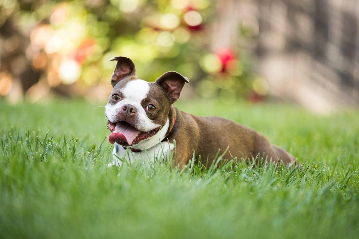  A small energetic dog resting after playing.