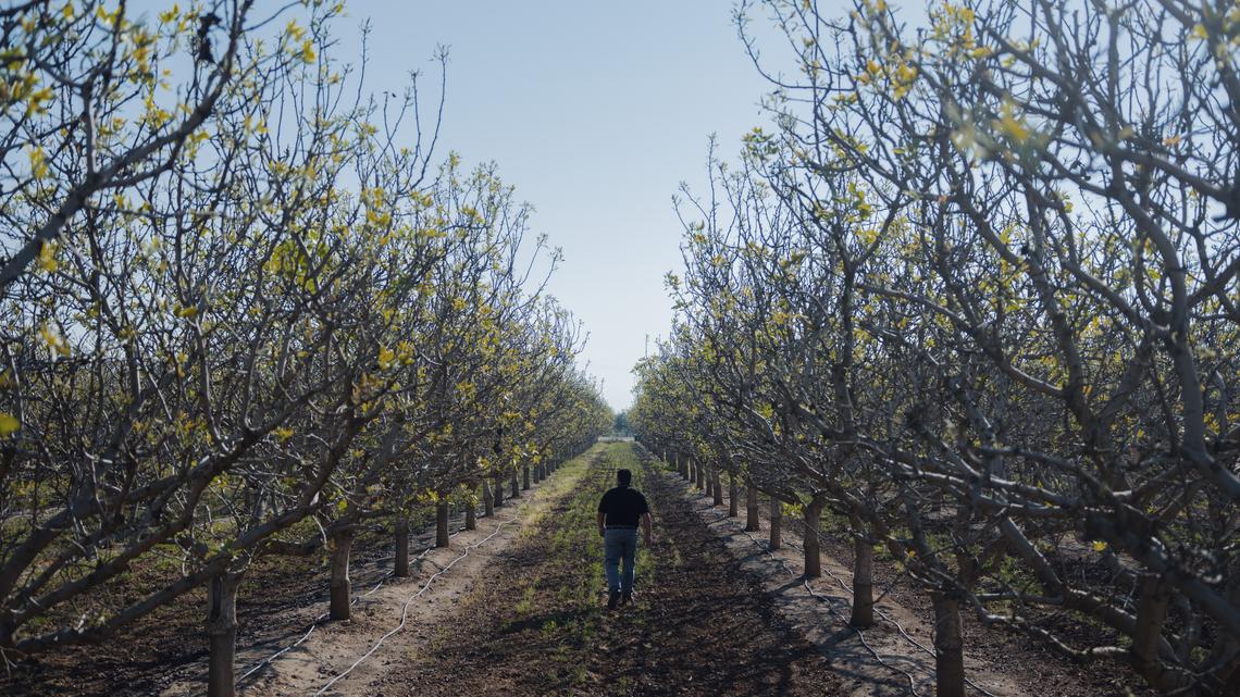 How a sapling and a viral candy made California the world’s pistachio king