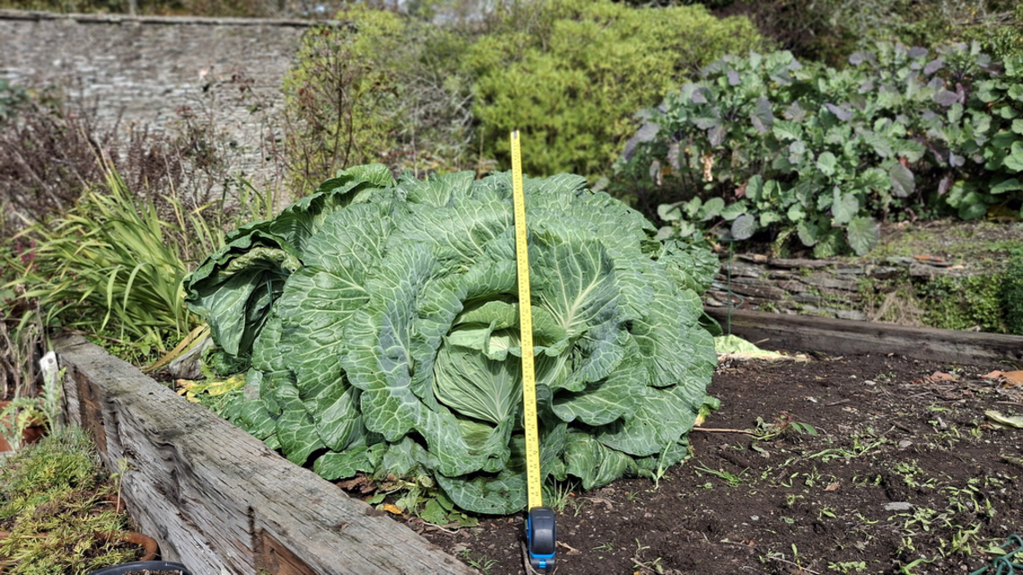Gardeners grow massive 22-pound cabbage