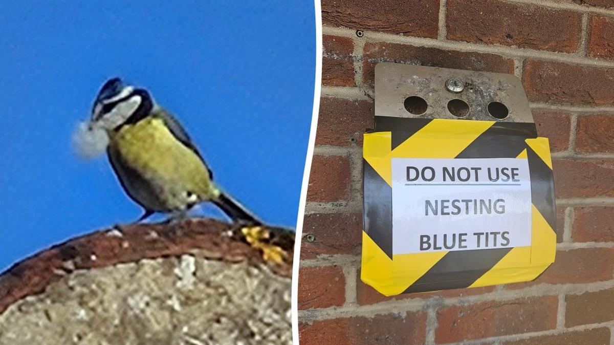 A pair of brazen blue tits have sparked a flap at an Essex pub after shacking up inside a wall‑mounted ashtray. (Sam Warner via SWNS). 
