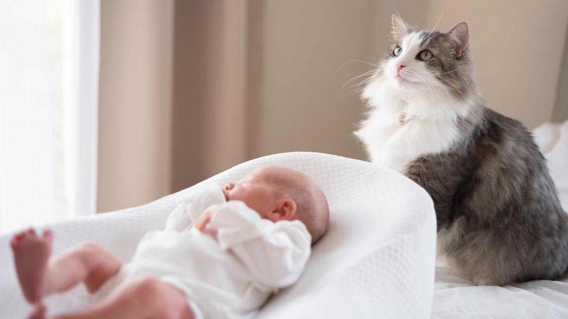 Tabby Cat Becomes Reluctant Babysitter to Newborn and We Can't Even 