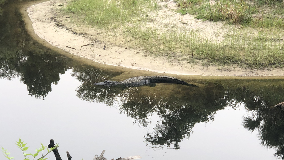 An alligator is seen in the Econlockhatchee River in the Little Big Econ State Forest in this April 2020 file photo. Former Sacramento resident Brittany Clark was killed in an alligator attack in the river, authorities said. (Orlando Sentinel File/TNS)