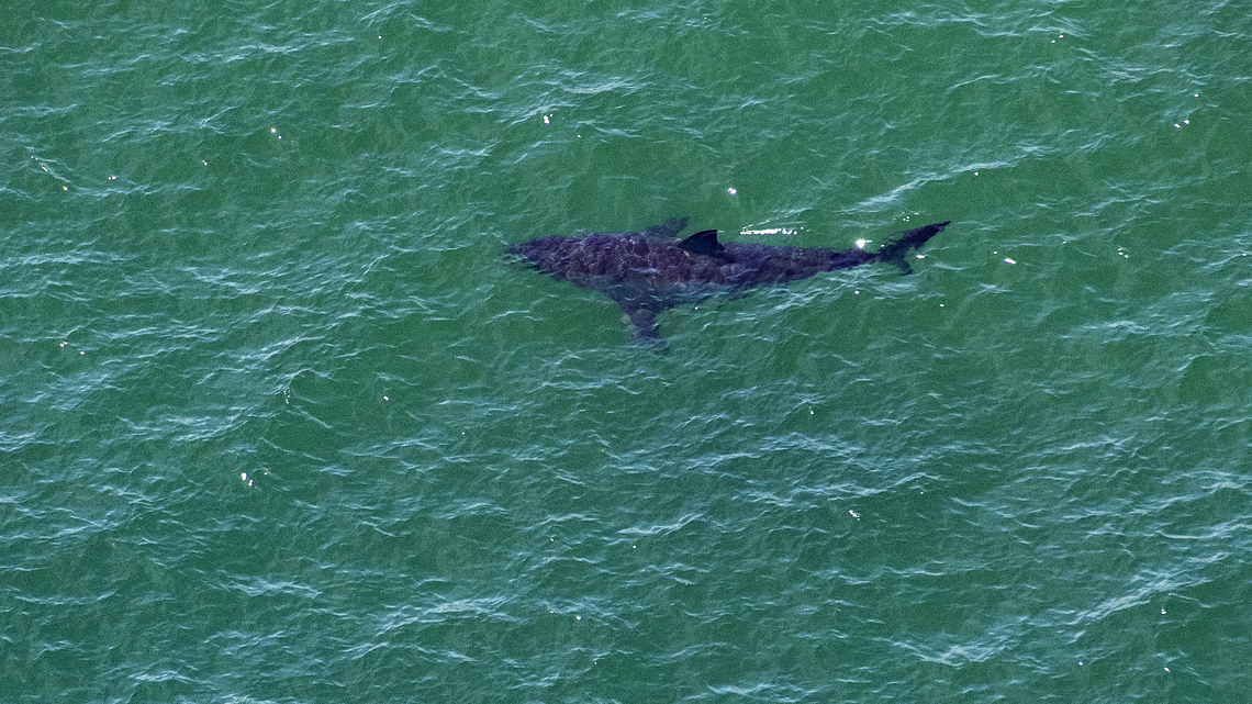 Sharks can hear you swimming from 100 feet away. That's not necessarily a bad thing 
