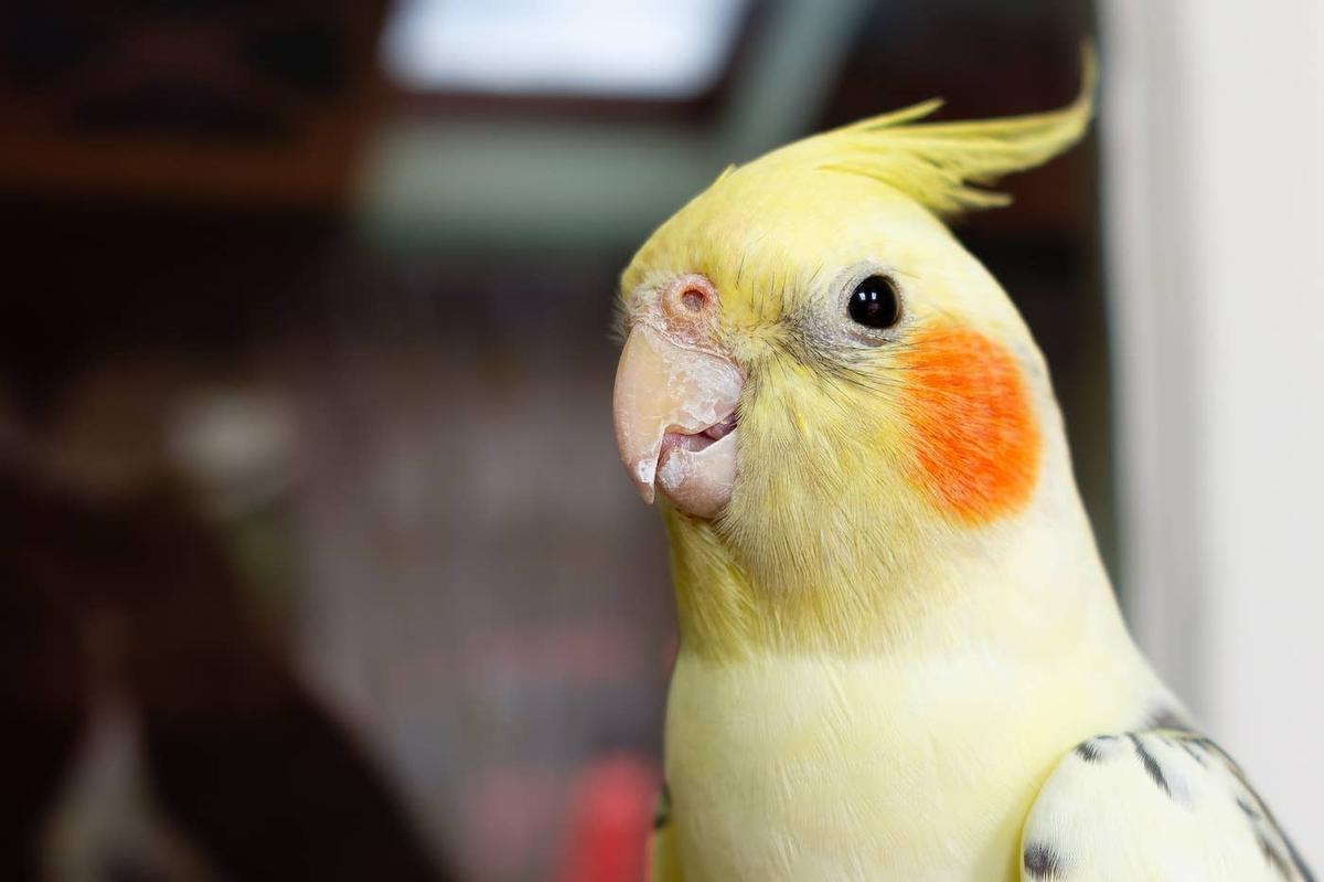  Cockatiel looking into the camera.