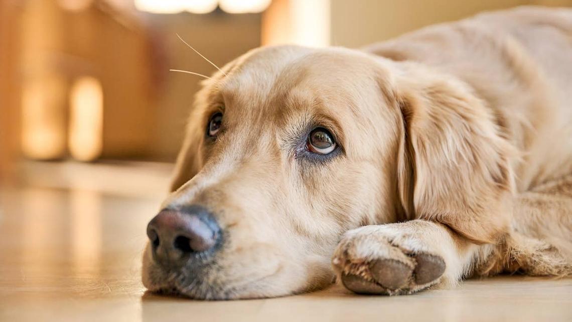 Golden Retriever Puppy Trying in Vain to Make Friends at the Airport Is Breaking Hearts 