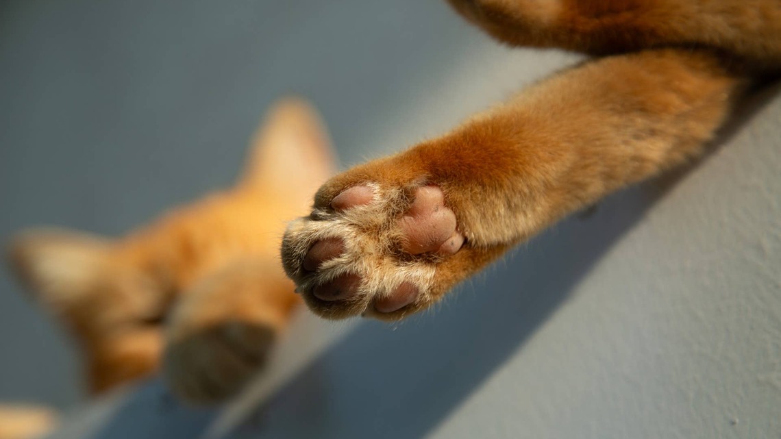 Orange Maine Coon Gives Birth to a Litter of Pumpkin Spice Babies 