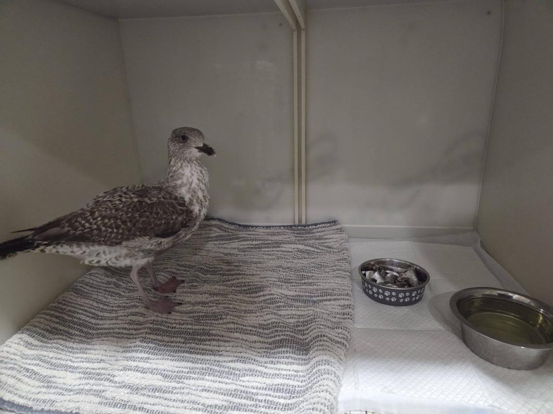  The seagull, now nicknamed Patience, is on the mend after being rescued. (Stuart Beaton via SWNS) 