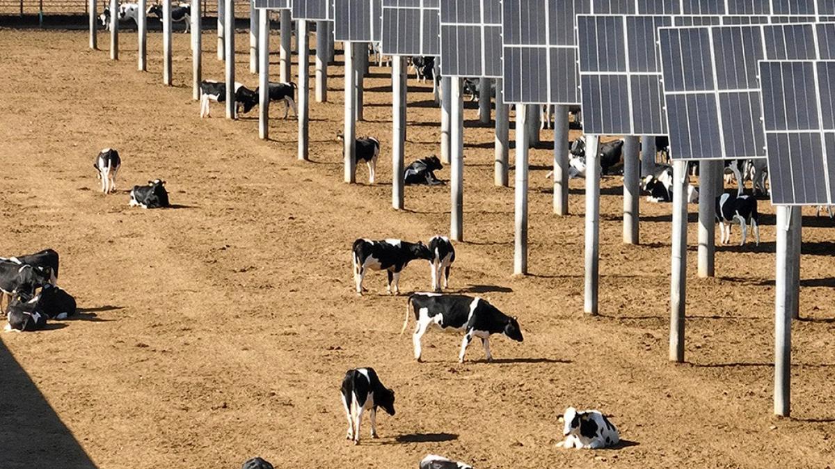 Baseless sustainability claims are widespread among top meat and dairy producers worldwide, and according to new research published in PLOS Climate, 98% of those claims made by 33 of the top meat and dairy companies could be classified as greenwashing.