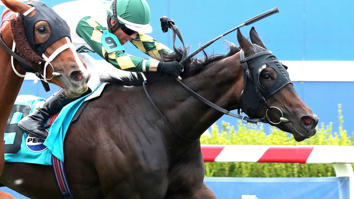 Citrus Springs To Remain In U.S., Targets Breeders' Cup Juvenile Fillies Turf 