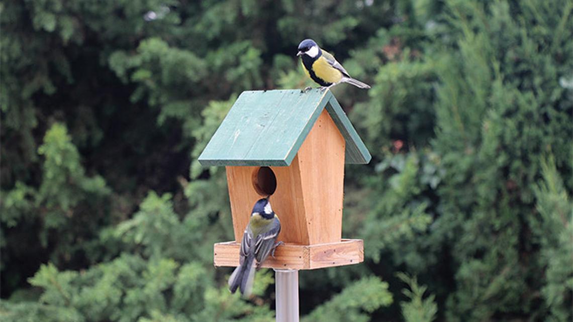 
        Building a Birdhouse: A Step-by-Step DIY Process
       