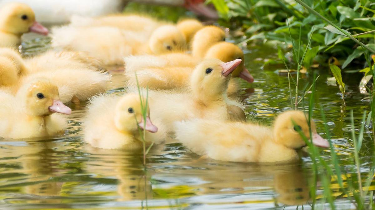 Duckings.