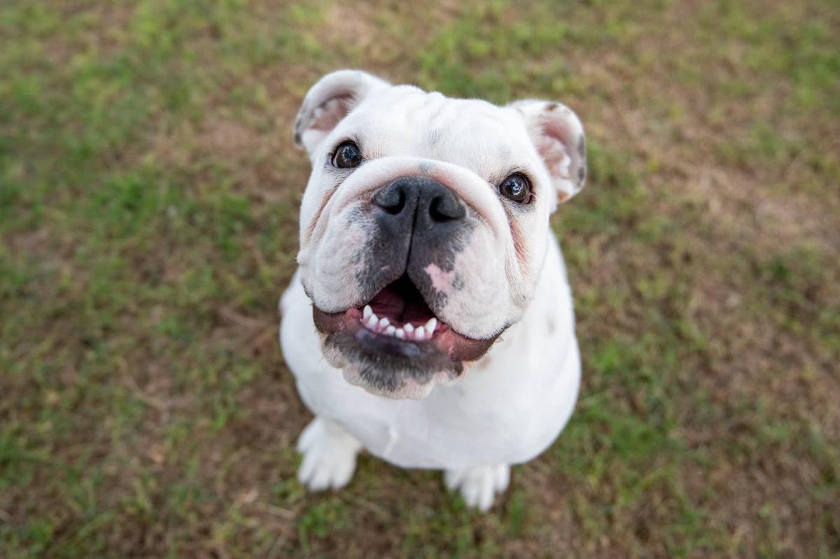  Bulldog smiling for a picture.