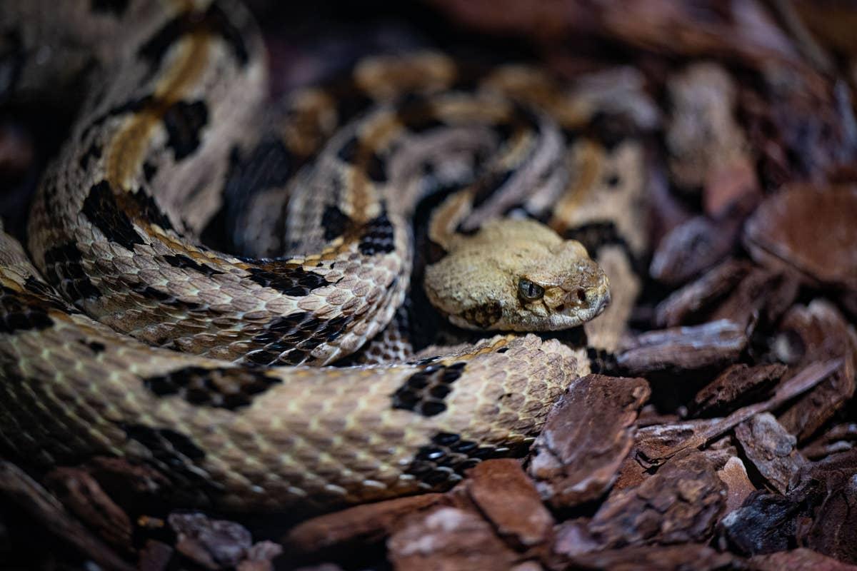  Tekoa Mountain is home to rattlesnakes in Massachusetts.