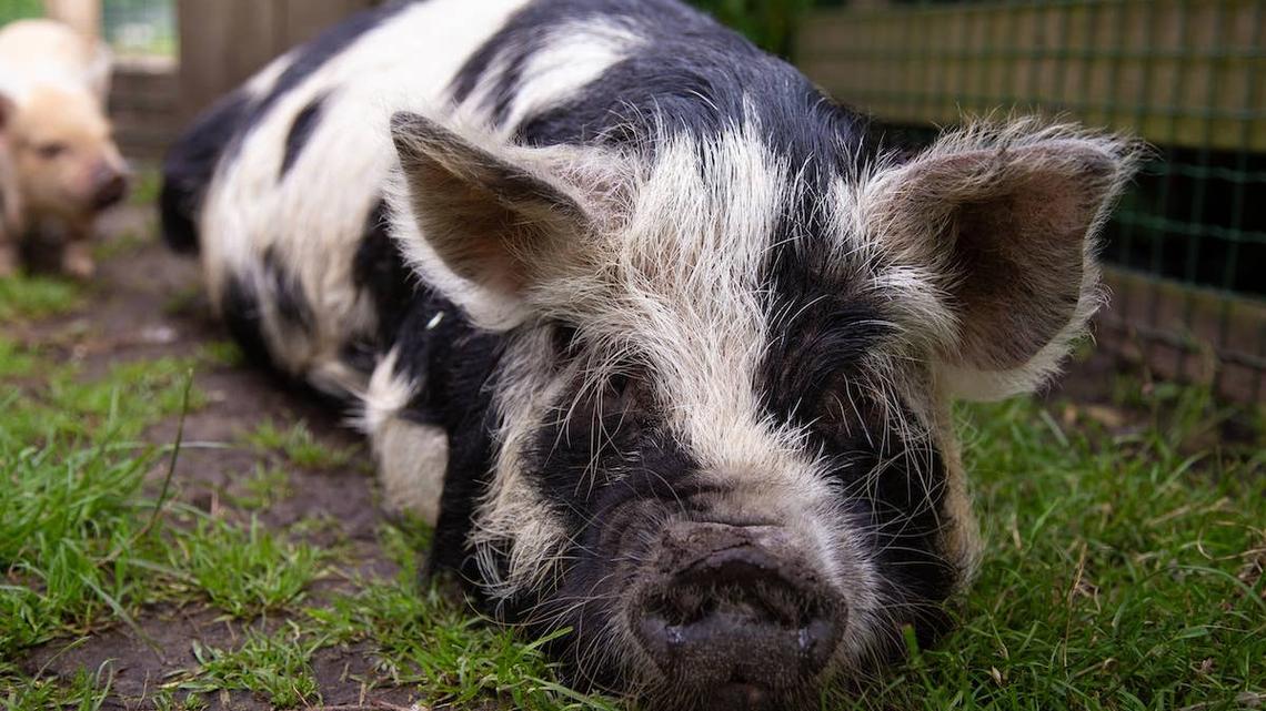 Forget the Mail: This Sweet Pet Pig Thinks the UPS Driver Is Just a Personal Treat Delivery Service 