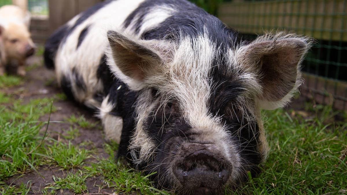 Pet pig lies down. 