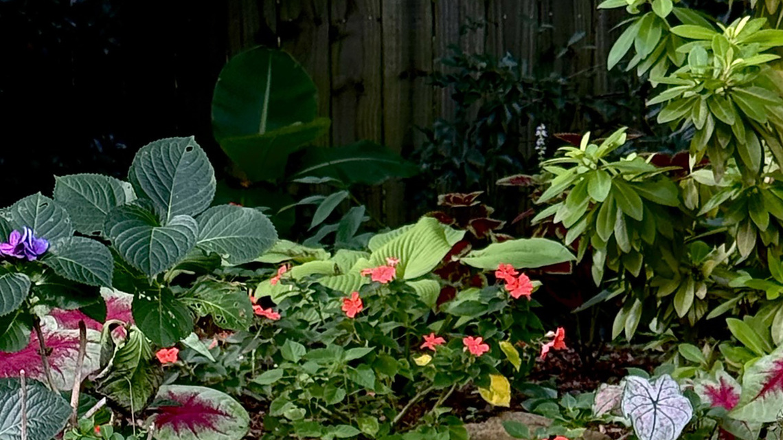 On Gardening: Heart to Heart Lemon Blush stuns with a rare spring return