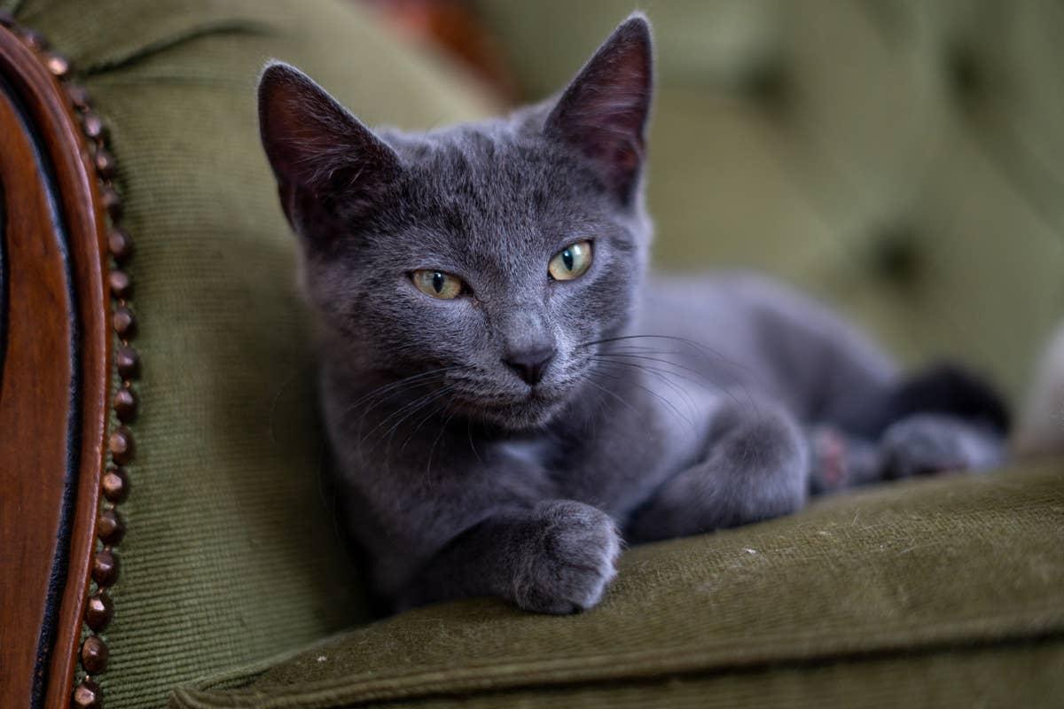  A calm cat that relates to people born in August.