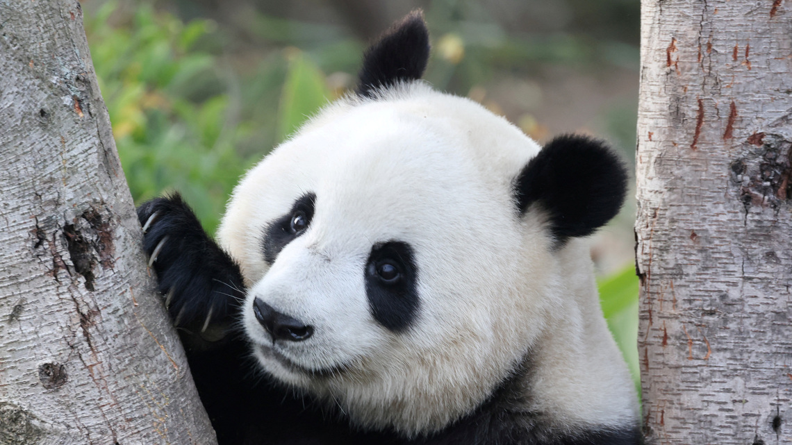 China's Xi says pandas will soon arrive in Atlanta