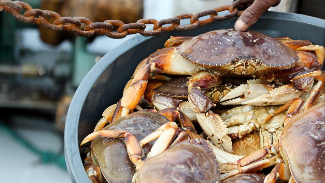 HALF MOON BAY, CALIFORNIA - NOVEMBER 15: Dungeness crab rest in a container as they are weighed during the opening day of commercial Dungeness crab season at Pillar Point Harbor in Half Moon Bay, Calif., on Thursday, Nov. 15, 2018. (Ray Chavez/Bay Area News Group)