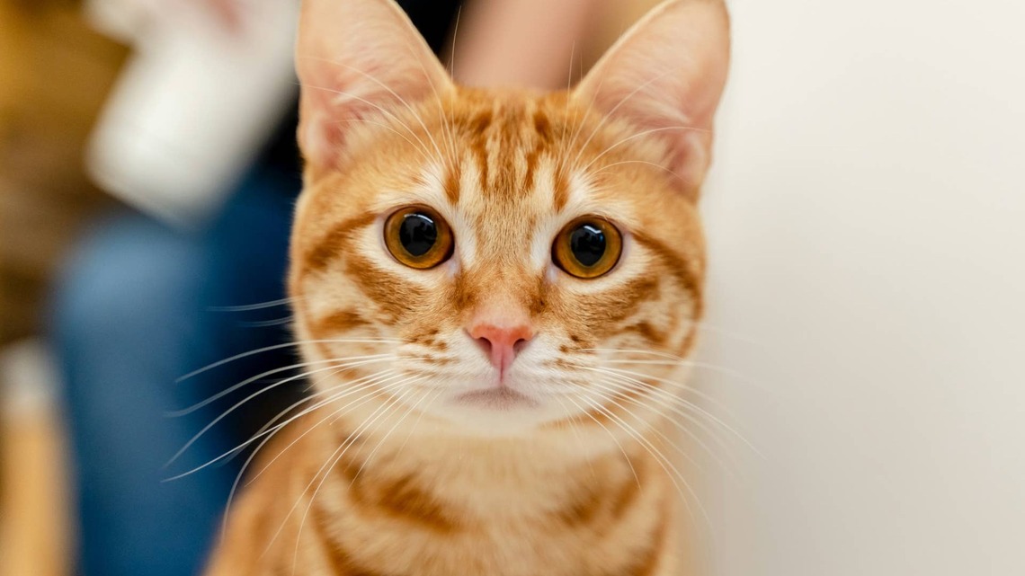Orange Polydactyl Cat's Massive Paws Look Just Like Oven Mitts 