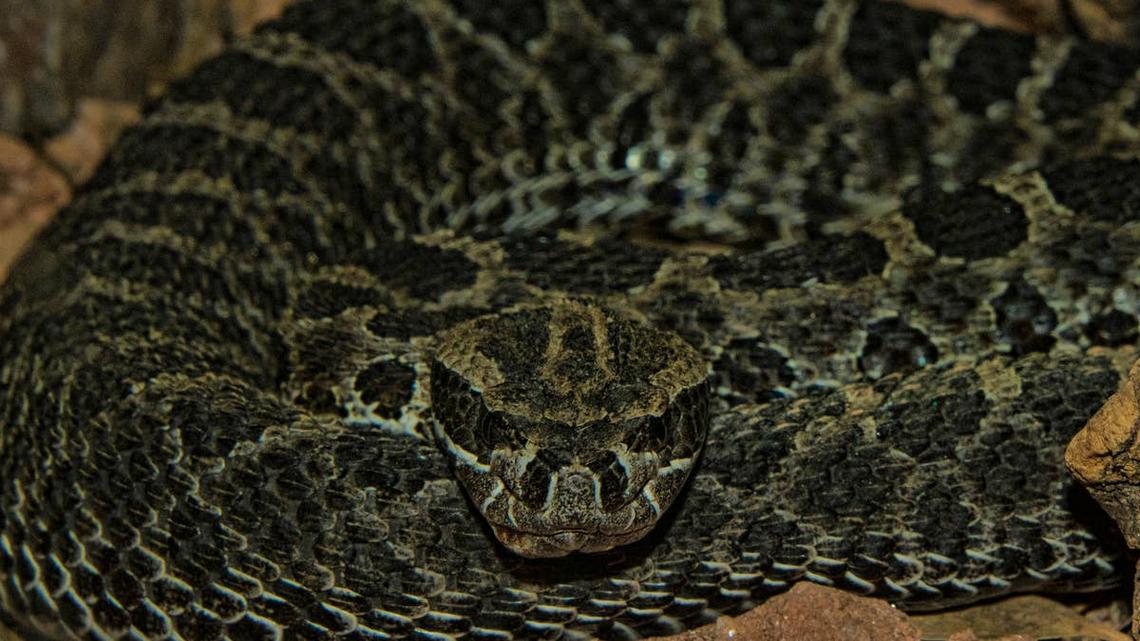 8 Rattlesnake Hotspots in Ohio 