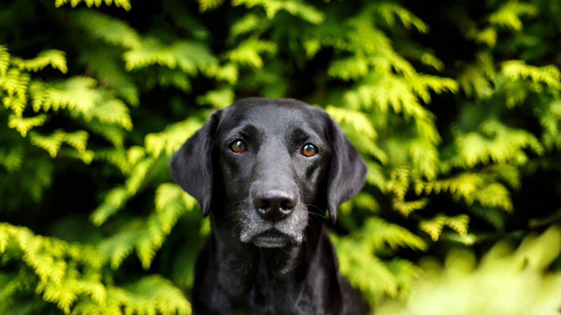 Black Lab's List of Jobs They Are Highly Qualified For Has Everyone Crying Laughing 