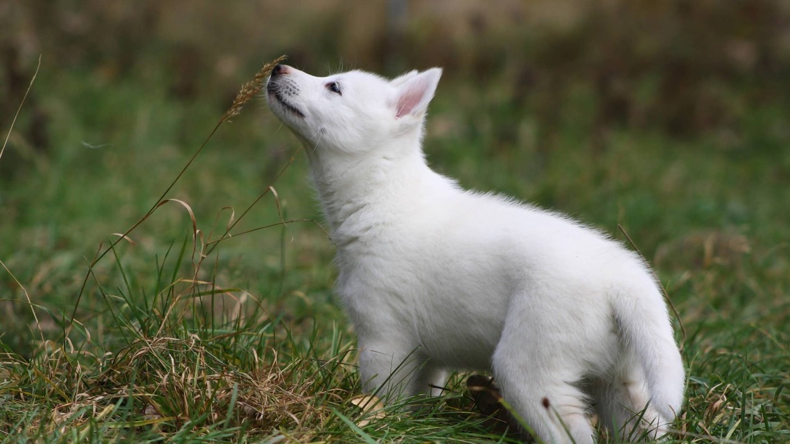 Husky Puppy Shows Off the Tiniest Little Teethies You've Ever Seen 