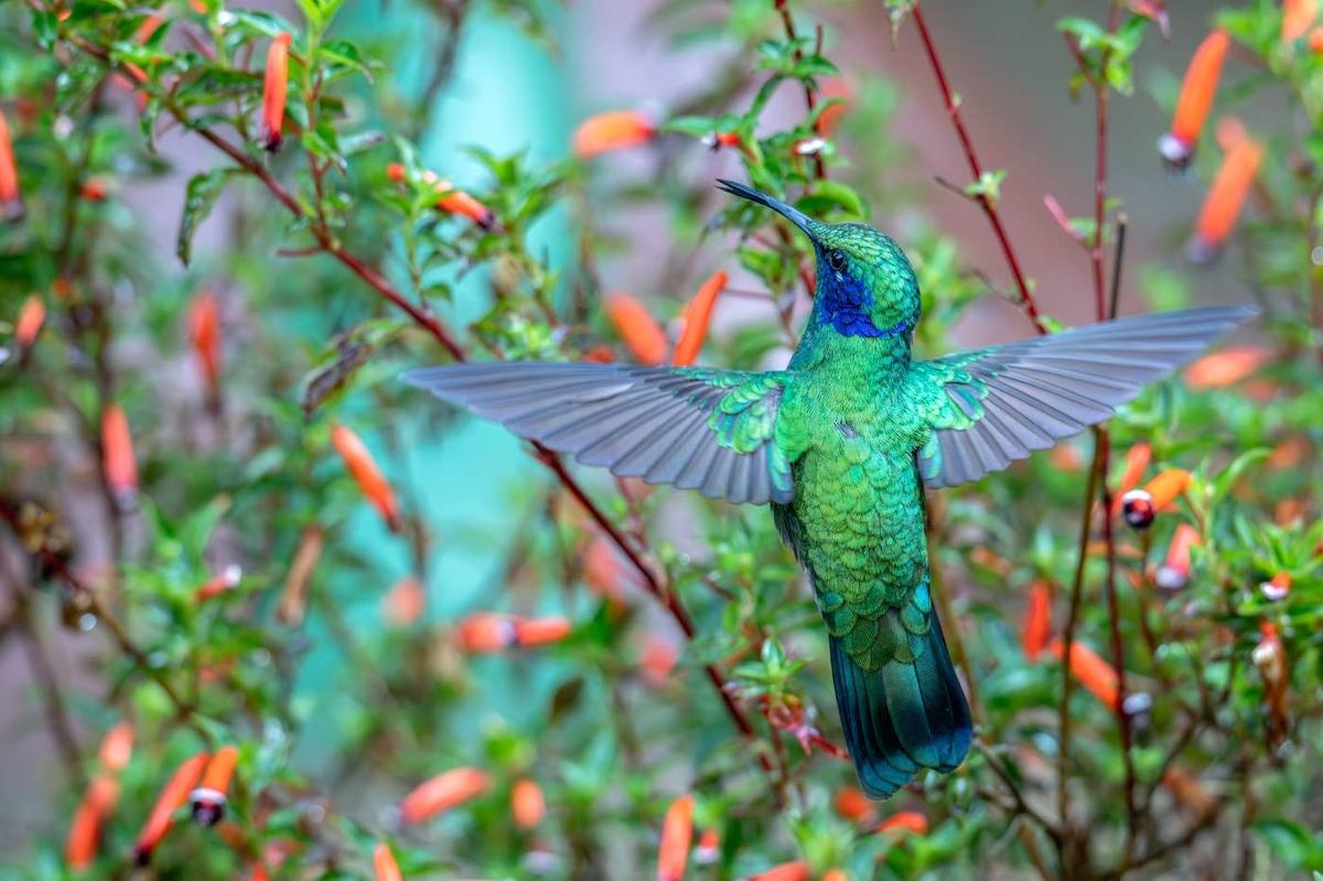  A Hummingbird flying near a cigar plant.