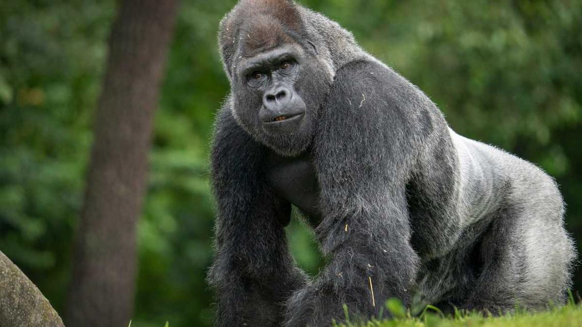 San Antonio Zoo's Silverback is Hilariously Baffled by His Newest Enrichment Toy 