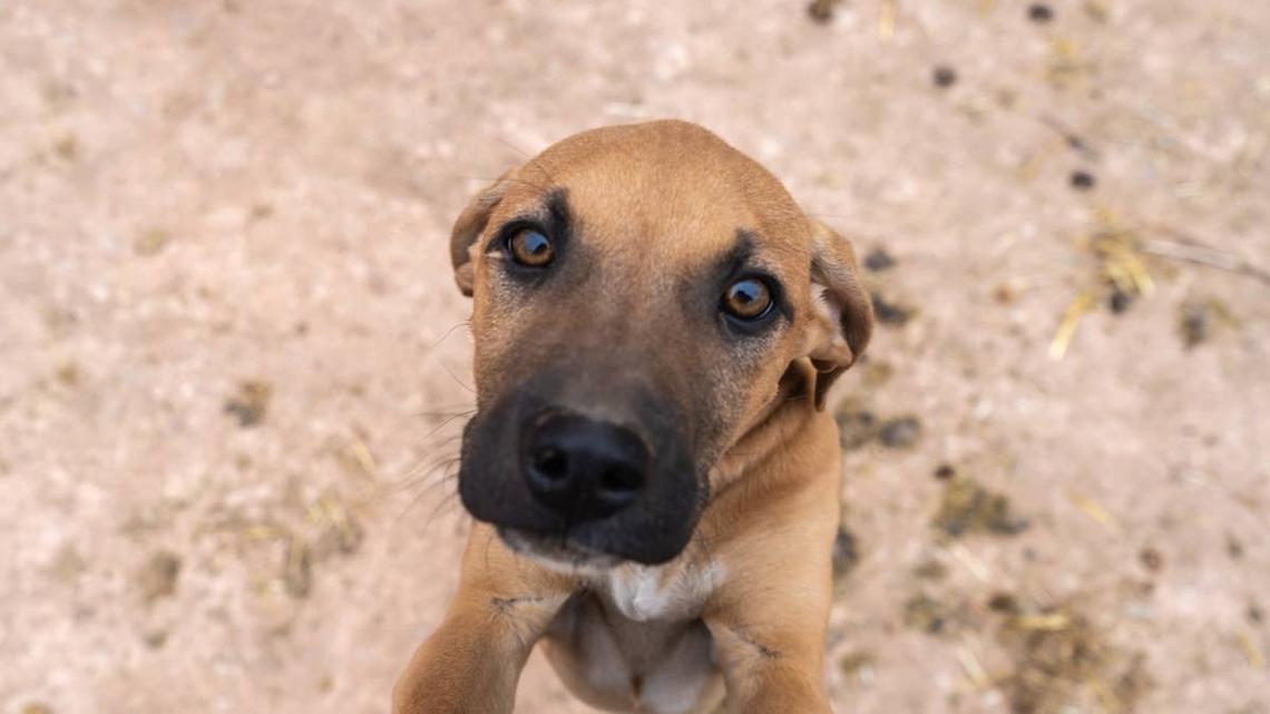 Sweet Street Dog Becomes National Icon as Brazil and Mexico Debate His Origins 