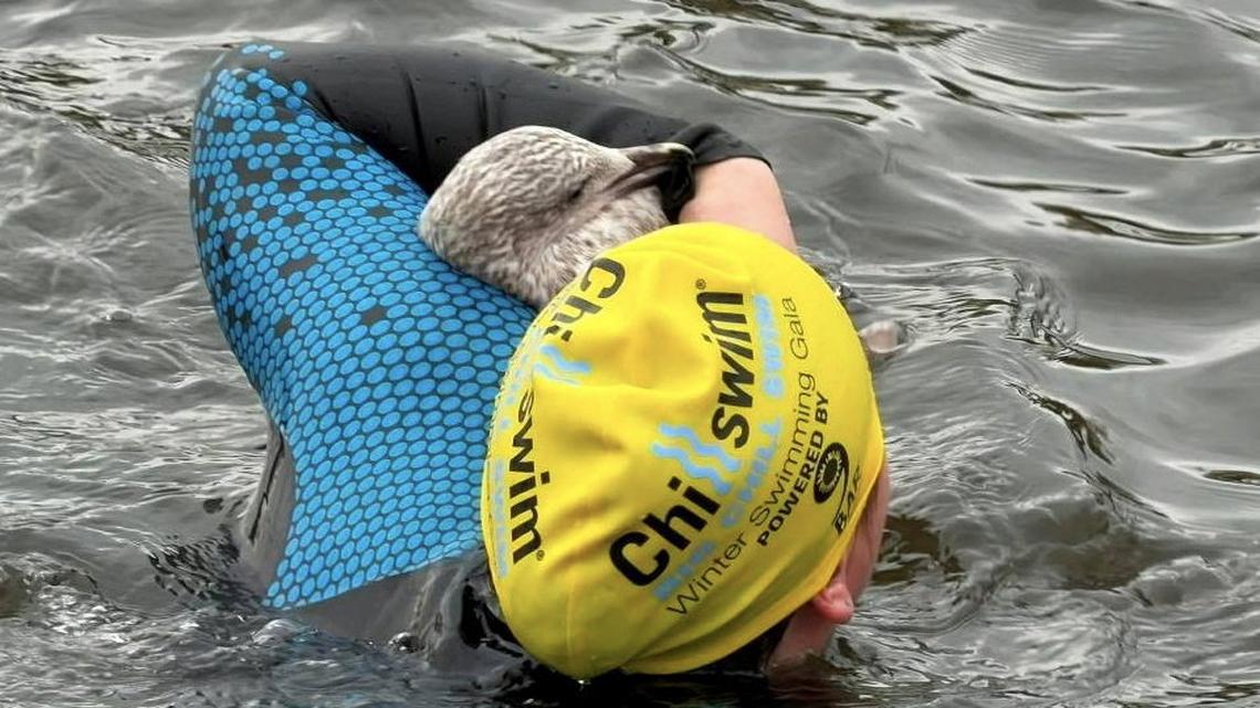 Heroic woman braves freezing water to rescue drowning seagull